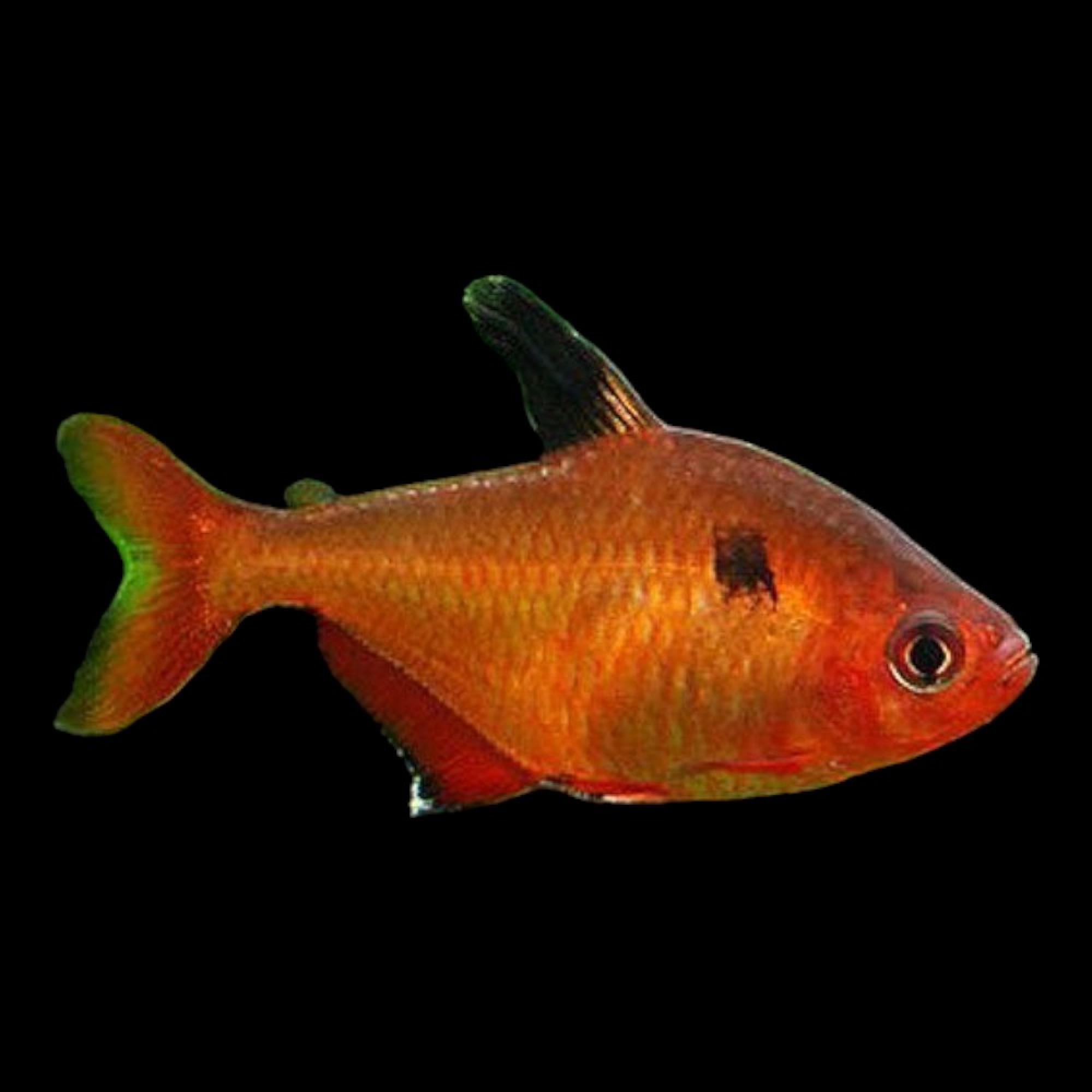 Tetras & Schooling Fish
